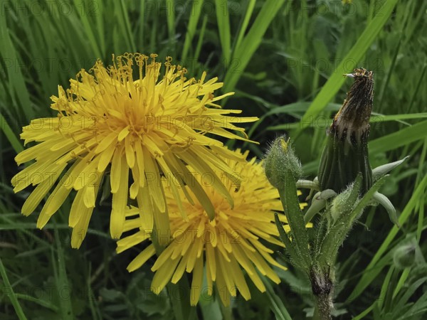 Two yellow dandelion flowers (taraxacum) in close-up with a green meadow in the background in a natural setting, Franconian Forest nature park Park