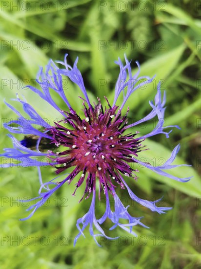 Close-up of a purple cornflower (centaurea cyanus) with detailed petals against a green background, Franconian Forest nature park Park