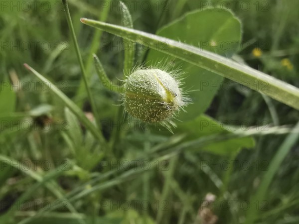 Unopened bud of a plant in a green meadow, close-up, Frankenwald nature park Park