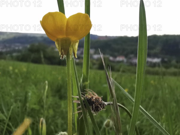 Close-up of a yellow buttercup (ranunculus acri) in a meadow with landscape in the background, Franconian Forest nature park Park