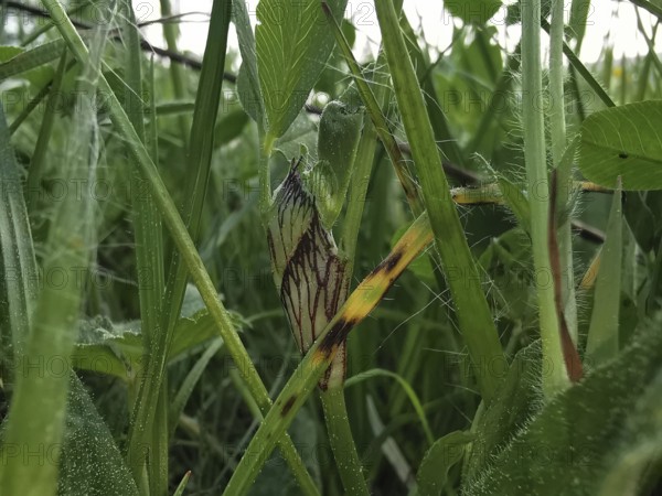 Detailed close-up of various types of grass and leaves, Frankenwald nature park Park