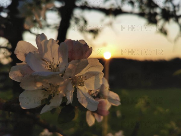 Apple tree blossoms (malus domestica) against the light of a sunset, Werder, Havelland