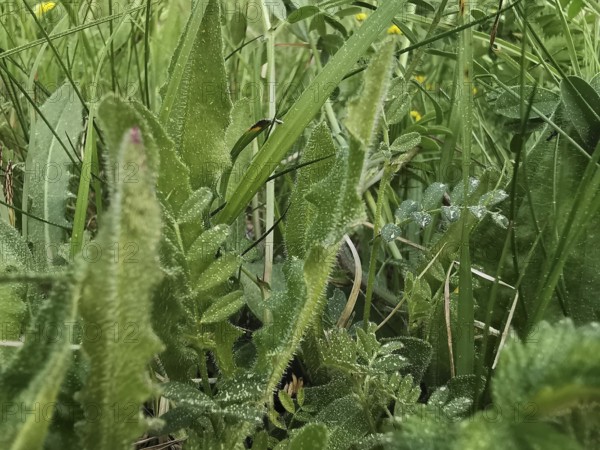 Close-up of various green plants and grasses, Franconian Forest nature park Park