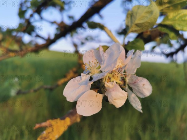 Close-up of white and pink blossoms of an apple tree (malus domestica) in spring, Werder, Havelland