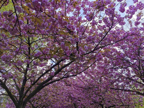 Trees with lush pink cherry blossoms (cerasus) showing the spring atmosphere against a blue sky, Berlin