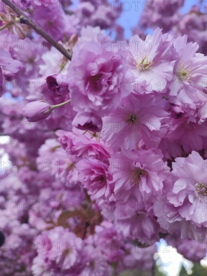 Close-up of pink cherry blossoms (cerasus) capturing the abundance and splendour of spring, Berlin
