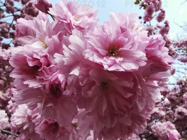 Pink cherry blossom flowers (cerasus) in the open air, showing off the splendour of spring, Berlin