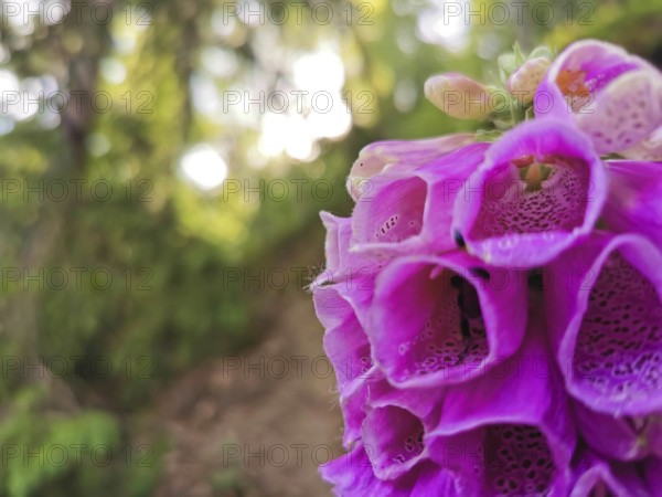 Pink foxglove flowers (digitalis) in close-up with blurred forest background in sunlight, Franconian Forest nature park Park