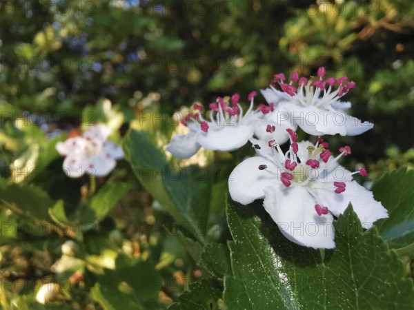 White flowers of hawthorn (Crataegus) with pink stamens in sunlight on a bush in a natural setting, Franconian Forest nature park Park