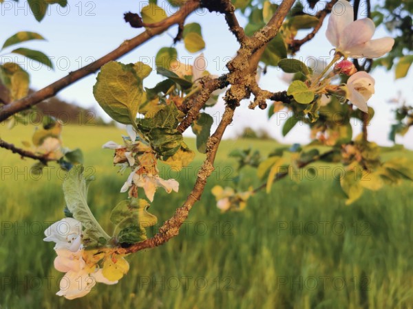Blossoms on a branch of an apple tree (malus domestica) in front of a green meadow, Werder, Havelland