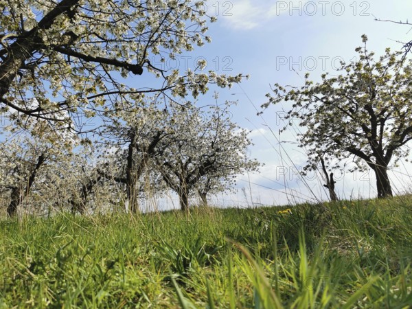 Flowering fruit trees (cerasus) on a green meadow under a blue sky, Werder, Havelland