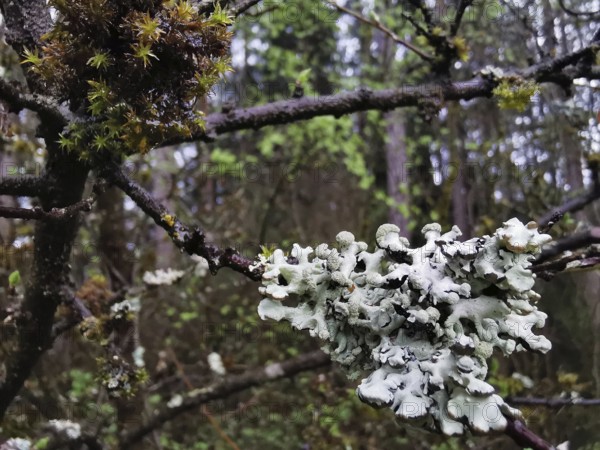 Lichens (plectere) and moss (muscus) adorn the branches of a tree in the forest, Franconian Forest nature park Park