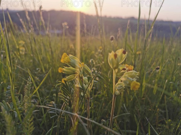 Yellow primroses (Primula) glow in the soft light of an early sunrise in a meadow, Franconian Forest nature park Park