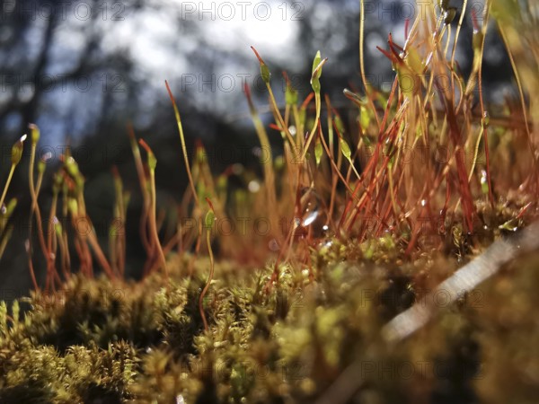 Close-up of moss and stalks in the forest in soft light, on the former inner-German border, hiking along the green belt, Frankenwald nature park Park