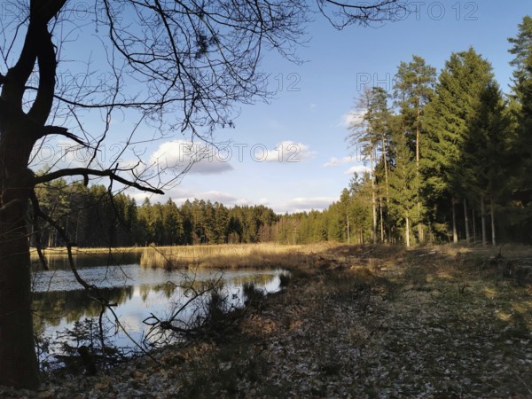 A wooded area with a clear lake and trees under a clear sky, on the former inner-German border, hiking along the green belt, Frankenwald nature park Park