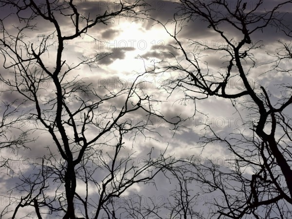 Dramatic sky with clouds and sunlit branches in silhouette, hiking along the green belt, Franconian Forest nature park Park