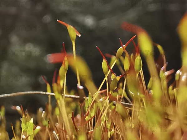 Close-up view of moss (muscus) and small plants with an intense play of colours, hiking along the green belt, Franconian Forest nature park Park