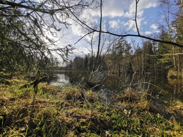 A beautiful, quiet forest lake with reflecting sky and rich riparian vegetation, on the former inner-German border, hiking along the green belt, Franconian Forest nature park Park