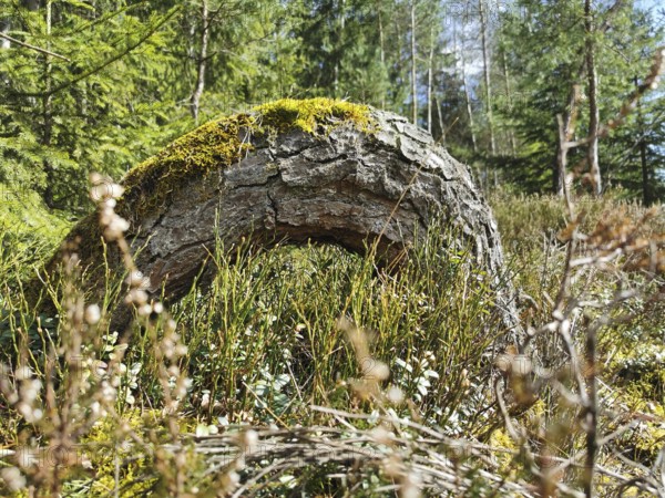 Moss-covered tree stump in the middle of a dense forest area on the former inner-German border, hiking along the green belt, Franconian Forest nature park Park