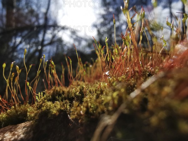 Moss and stalks glow in the soft evening light of the forest, on the former inner-German border, hiking along the green belt, Franconian Forest nature park Park