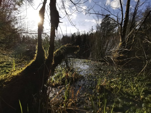 Sunbeams fall through thick vegetation on an overgrown water area in the forest, on the former inner-German border, hiking along the green belt, Franconian Forest nature park Park