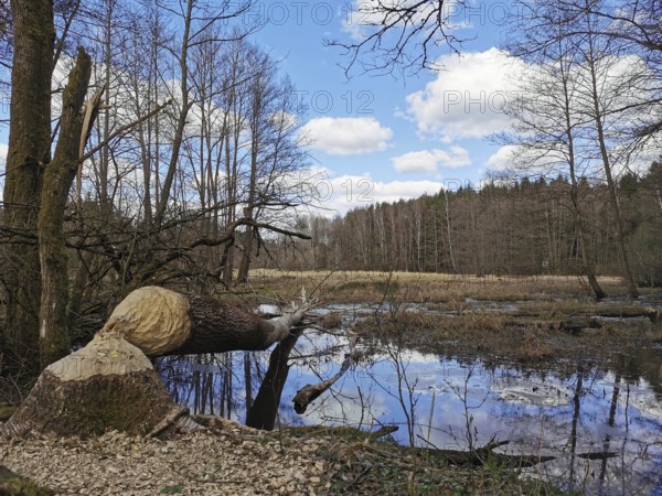 A tree felled by a beaver (castor) on the shore of a calm lake with reflecting sky and clouds, at the former inner-German border, hiking along the green belt, Franconian Forest nature park Park
