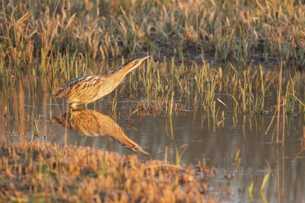 Great or Eurasian bittern (Botaurus stellaris) adult heron bird in a reedbed in spring, RSPB Minsmere nature reserve, Suffolk, England, United Kingdom