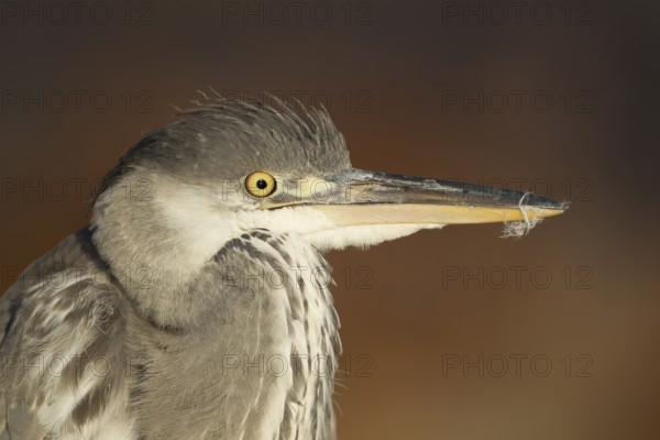 Grey heron (Ardea cinerea) juvenile young bird head portrait, England, United Kingdom