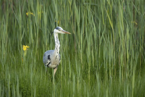 Grey heron (Ardea cinerea) adult bird in a reedbed in spring, RSPB Minsmere nature reserve, Suffolk, England, United Kingdom