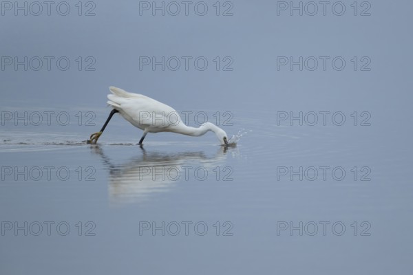 Little egret (Egretta garzetta) adult bird diving down for a fish in a shallow lagoon, RSPB Frampton marsh Lincolnshire, England, United Kingdom