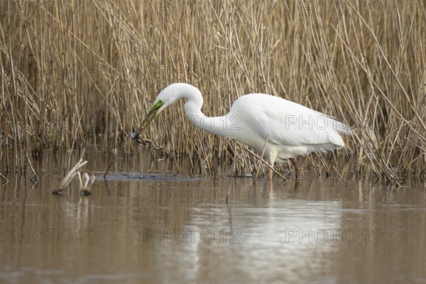 Great white egret (Ardea alba) adult heron bird in water on the edge of a reedbed with a frog for food in its beak, England, United Kingdom