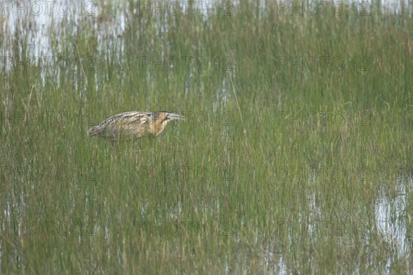 Great or Eurasian bittern (Botaurus stellaris) adult male heron bird booming during displaying in a reedbed in spring, RSPB Minsmere nature reserve, Suffolk, England, United Kingdom