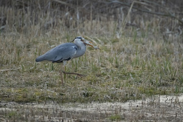 Grey heron (Ardea cinerea) adult bird carrying a Pike (Esox lucius) fish in its beak in spring, RSPB Fowlmere nature reserve, Cambridgeshire, England, United Kingdom