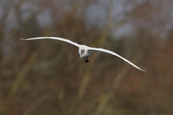 Great white egret (Ardea alba) adult heron bird in flight, England, United Kingdom
