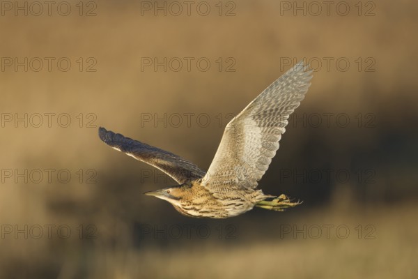 Great or Eurasian bittern (Botaurus stellaris) adult heron bird in flight over a reedbed in winter, RSPB Strumpshaw fen, Norfolk, England, United Kingdom