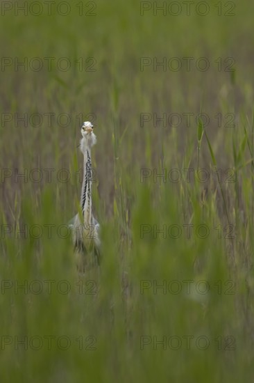 Grey heron (Ardea cinerea) adult bird in a reedbed in spring, RSPB Minsmere nature reserve, Suffolk, England, United Kingdom