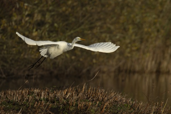 Great white egret (Ardea alba) adult heron bird flying taking off from an island in a lake, England, United Kingdom