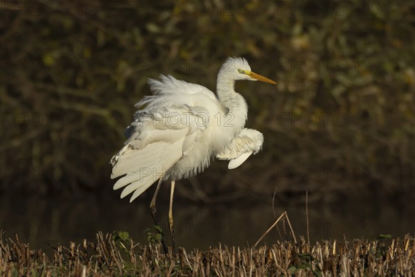 Great white egret (Ardea alba) adult heron bird shaking its feathers on an island in a lake, England, United Kingdom