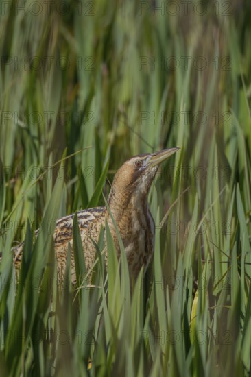 Great or Eurasian bittern (Botaurus stellaris) adult heron bird in a reedbed in spring, RSPB Minsmere nature reserve, Suffolk, England, United Kingdom