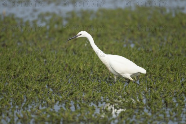 Little egret (Egretta garzetta) adult bird searching for food in a shallow lagoon, RSPB Minsmere nature reserve, Suffolk, England, United Kingdom