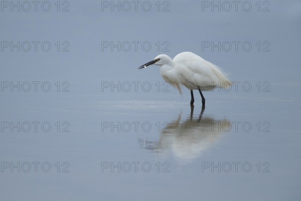 Little egret (Egretta garzetta) adult bird feeding on a fish in a shallow lagoon, RSPB Frampton marsh Lincolnshire, England, United Kingdom