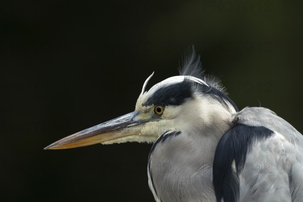 Grey heron (Ardea cinerea) adult bird head portrait, England, United Kingdom