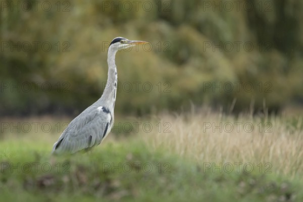 Grey heron (Ardea cinerea) adult bird standing on grassland, England, United Kingdom