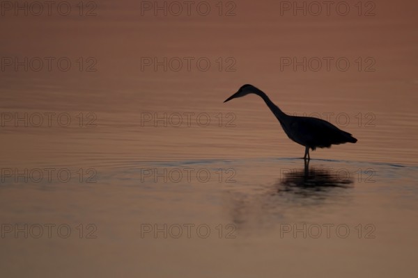 Grey heron (Ardea cinerea) adult bird standing in water silhouette at sunset, England, United Kingdom