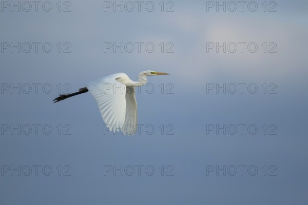 Great white egret (Ardea alba) adult heron bird in flight, RSPB Frampton marsh nature reserve, Lincolnshire, England, United Kingdom