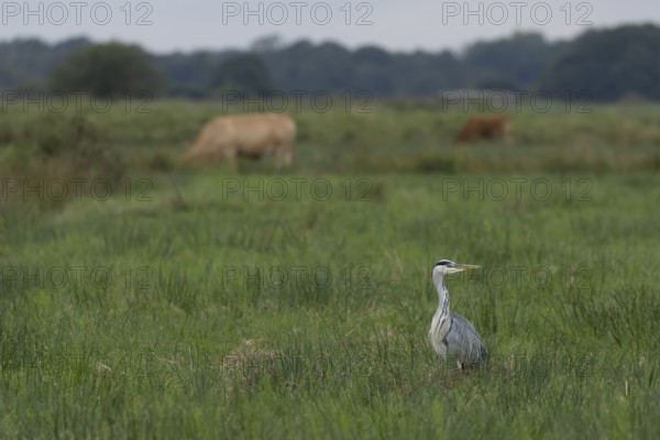 Grey heron (Ardea cinerea) adult bird on a marshland field with grazing cattle in the background, England, United Kingdom