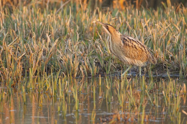 Great or Eurasian bittern (Botaurus stellaris) adult heron bird on the edge of a reedbed in spring, RSPB Minsmere nature reserve, Suffolk, England, United Kingdom