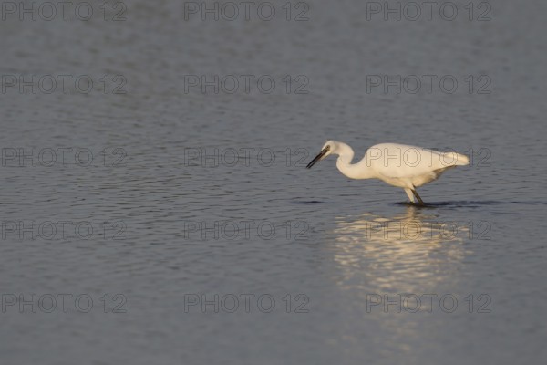 Little egret (Egretta garzetta) adult bird in a shallow lagoon, RSPB Minsmere nature reserve, Suffolk, England, United Kingdom
