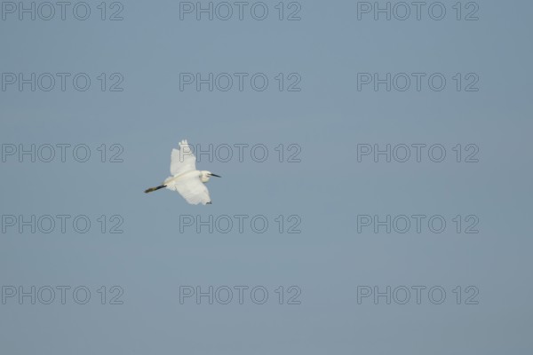 Little egret (Egretta garzetta) adult bird in flight, RSPB Minsmere nature reserve, Suffolk, England, United Kingdom