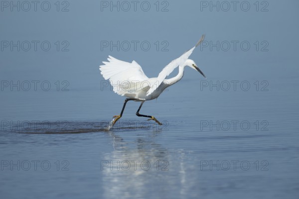 Little egret (Egretta garzetta) adult bird running through the water in a shallow lagoon, RSPB Frampton marsh Lincolnshire, England, United Kingdom